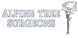 Tree Surgeons in Westborne